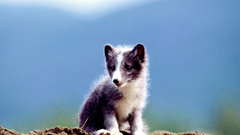 Animals arctic fox baby