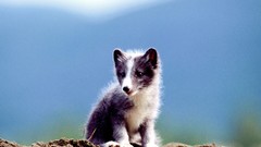 Animals arctic fox baby