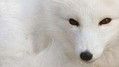 Animals arctic fox foxes