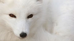 Animals arctic fox foxes