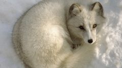 Animals arctic fox foxes