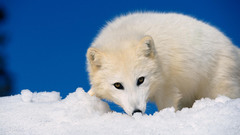 Animals arctic fox foxes