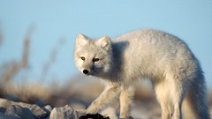 Animals arctic fox foxes