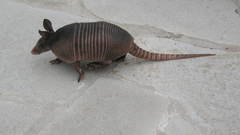 Animals armadillo