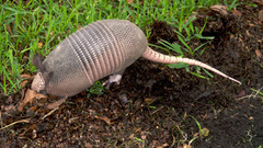 Animals armadillo