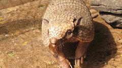 Animals armadillo
