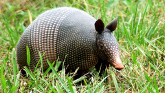 Animals armadillo