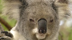 Animals Australia brisbane koalas sanctuary portraits