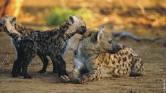 Animals baby animals Africa