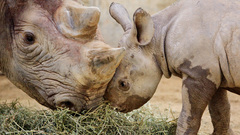 Animals baby animals black rhinoceros