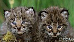 Animals baby animals bobcats