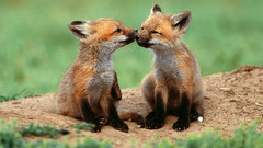 Animals baby animals foxes