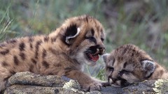 Animals baby animals mountain lions