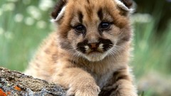 Animals baby animals mountain lions