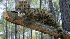 Animals baby animals mountain lions