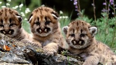 Animals baby animals mountain lions
