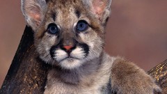 Animals baby animals mountain lions