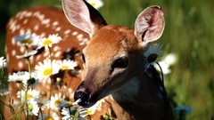 Animals Bambi deer fawn Daisy baby animals