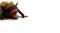 Animals bat white background