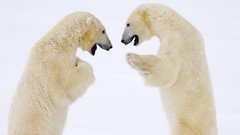 Animals bay Canada male Polar Bears Hudson