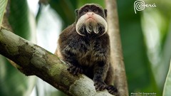 Animals beard monkeys tamarin