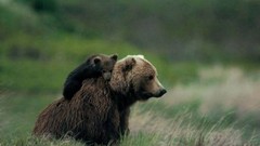 Animals Bears cubs spine baby animals