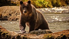 Animals Bears grizzly bears