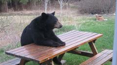 Animals Bears picnic