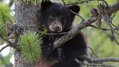 Animals Bears pinecones baby animals