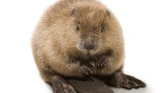 Animals Beavers Simple Background