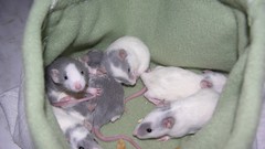 Animals beds grey Rats
