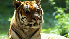 Animals bengal tigers