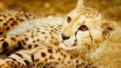 Animals big cats gepard