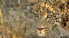 Animals big cats gepard