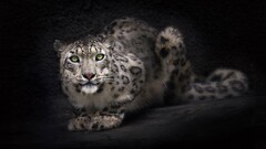 Animals big cats snow leopard