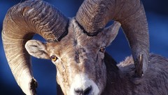 Animals Bighorn sheep