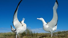 Animals Birds albatross