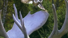 Animals Birds antlers