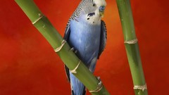 Animals Birds bamboo budgerigar parakeets