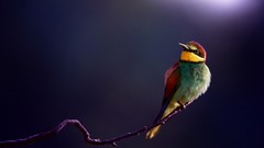 Animals Birds Bee Eaters