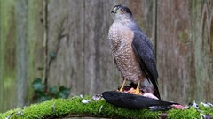 Animals Birds bird of prey