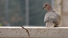 Animals Birds brown Pigeons iran Amin Peyrovi