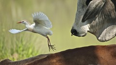Animals Birds Bulls cattle egrets