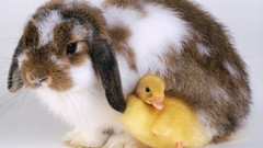 Animals Birds Bunnies chicks (chickens) baby birds