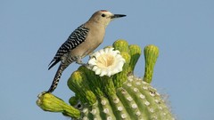 Animals Birds cactus woodpecker cactus flowers