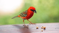 Animals Birds cardinal