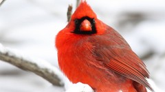 Animals Birds cardinal Northern Cardinal