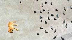 Animals Birds Dogs Pigeons national geographic lying down 