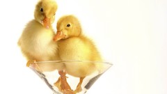 Animals Birds duckling Simple Background