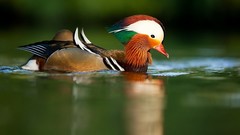 Animals Birds Ducks mandarin duck